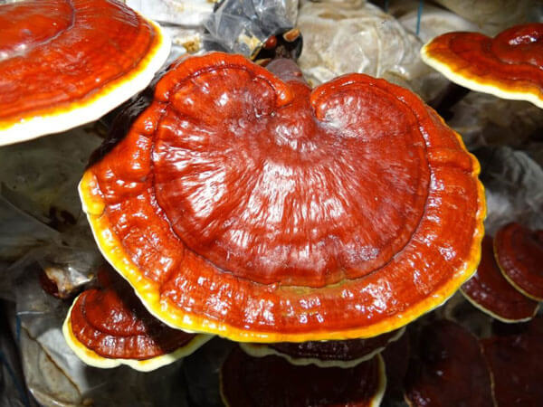 Ganoderma gomba tulajdonságai, hatása